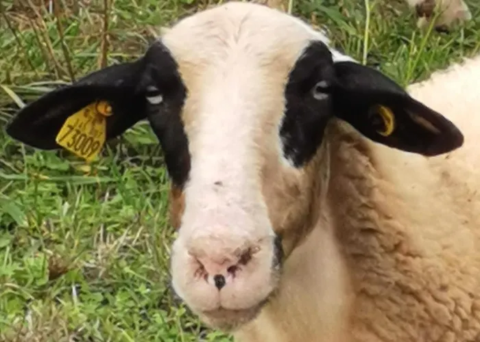 Sol De La Dime Pensjonat 3*