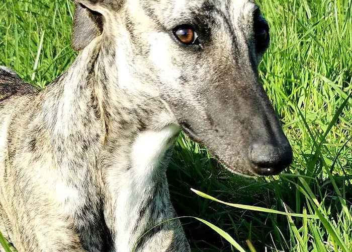 Sol De La Dime Miers