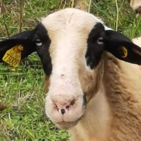 Sol De La Dime Maison d'hôtes 3*