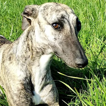 Sol De La Dime Miers